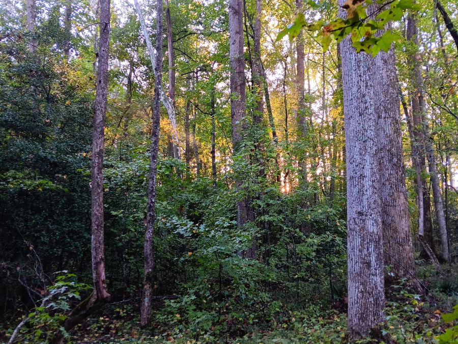 12.90 Acre Private Homesite photo 11