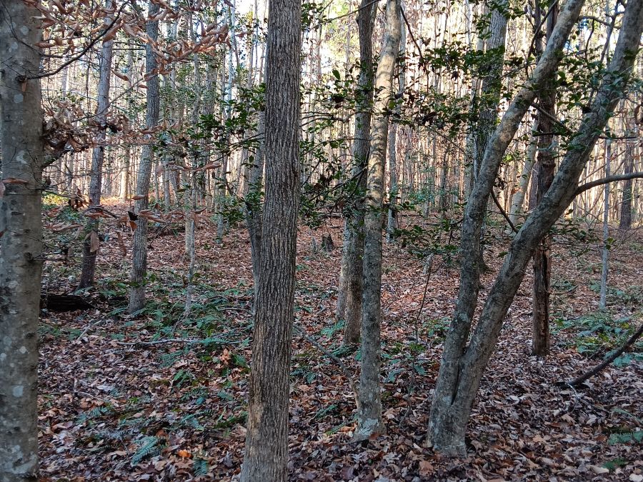 Seven 10–12 Acre Tracts — Southeast Granville photo 3