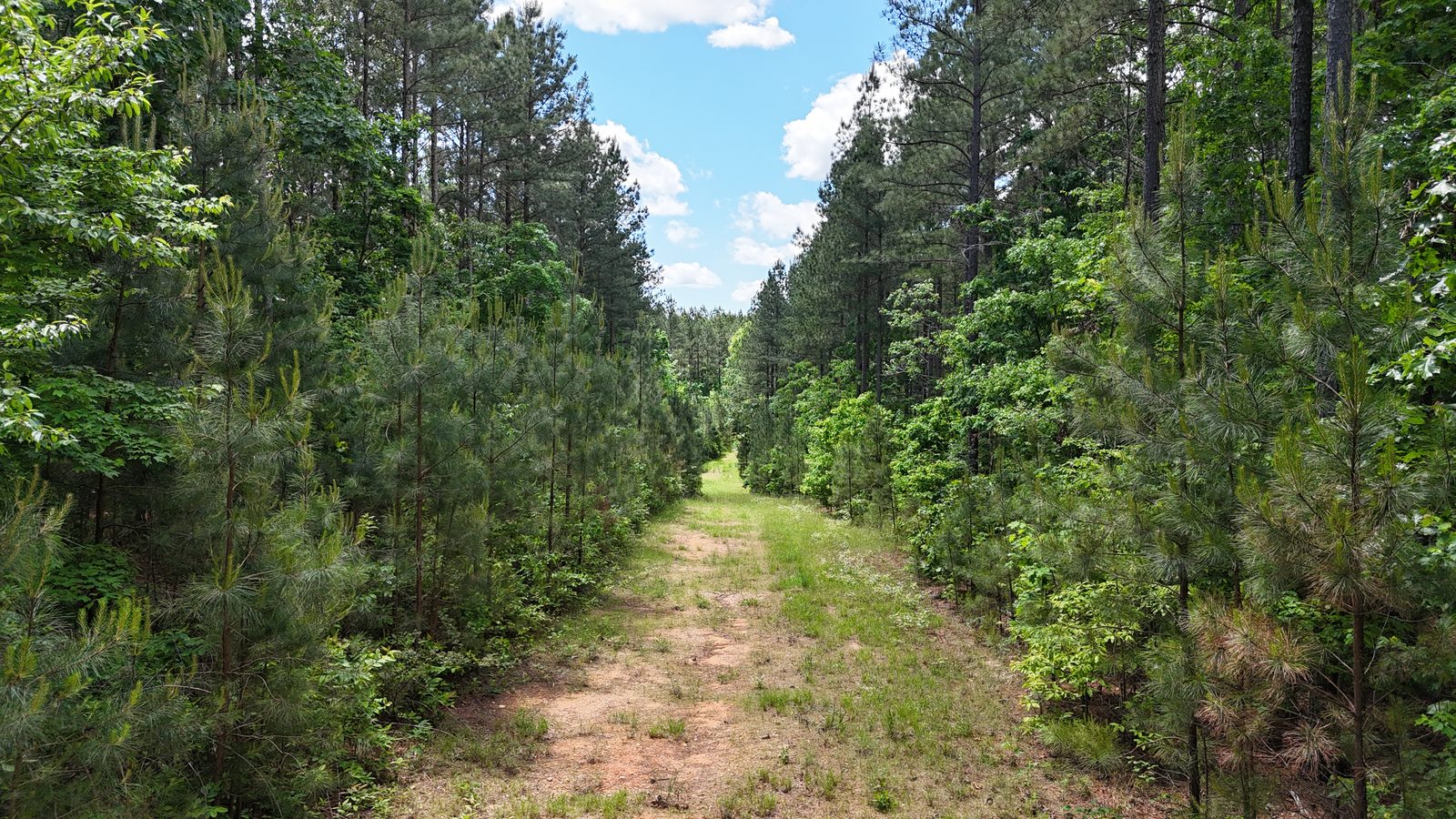 32 Acres — Merchantable Timber photo 5