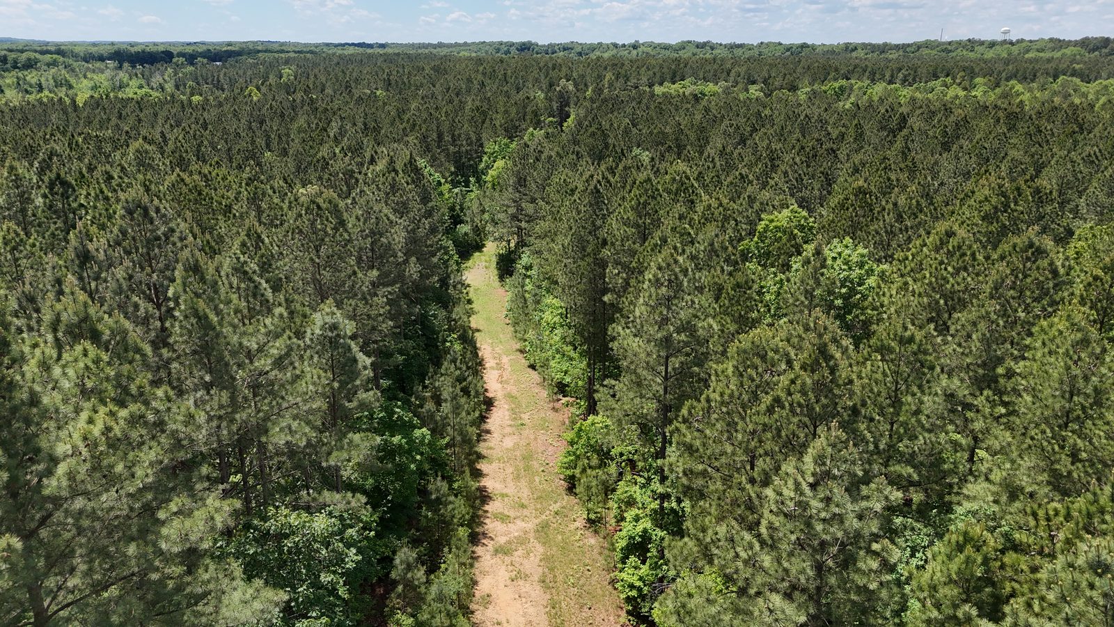 32 Acres — Merchantable Timber photo 6