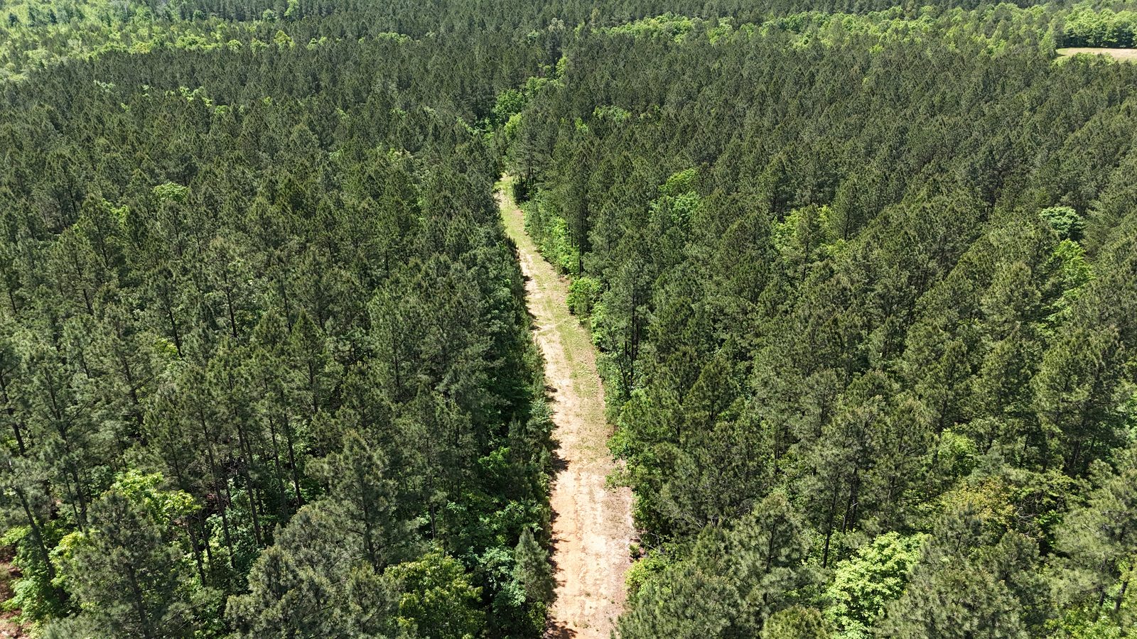 32 Acres — Merchantable Timber photo 8