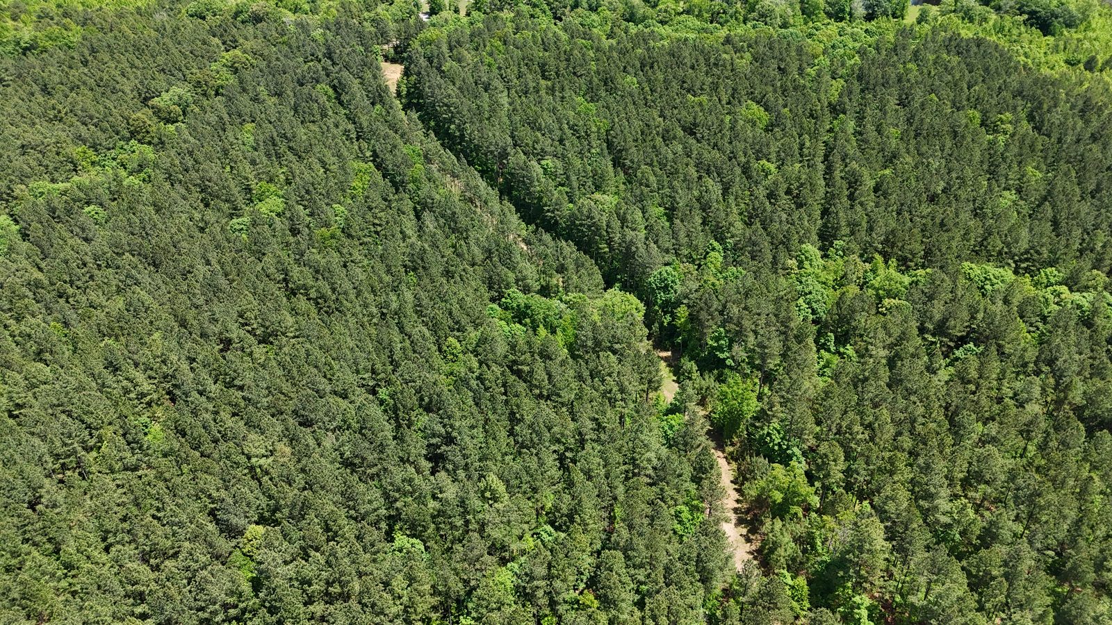32 Acres — Merchantable Timber photo 11