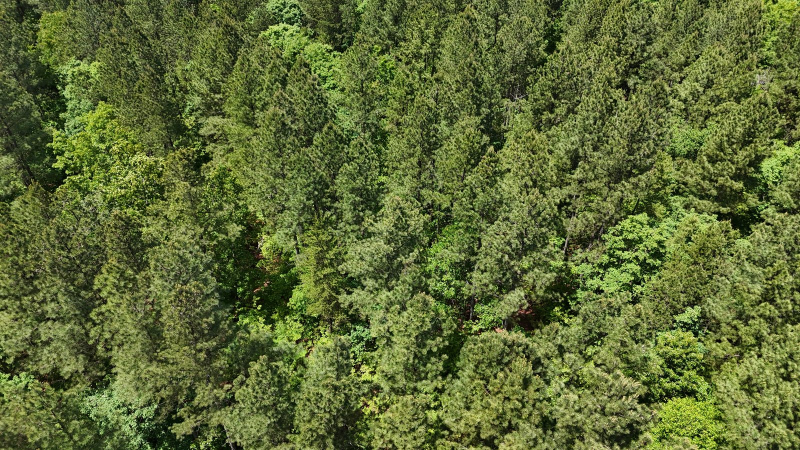 32 Acres — Merchantable Timber photo 12