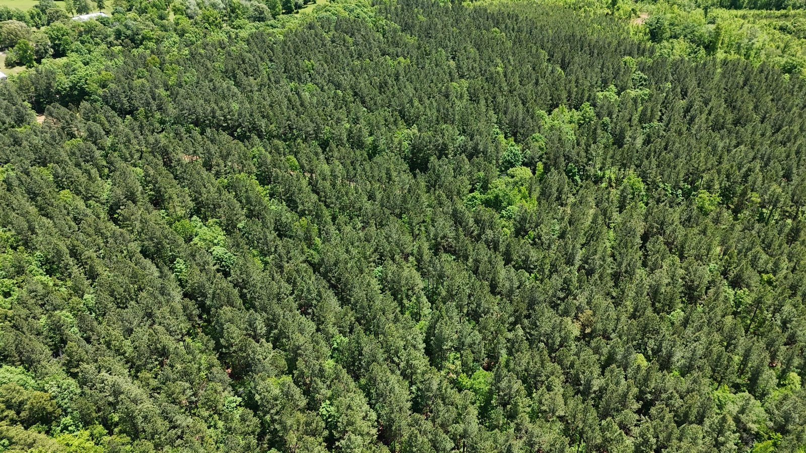 32 Acres — Merchantable Timber photo 15