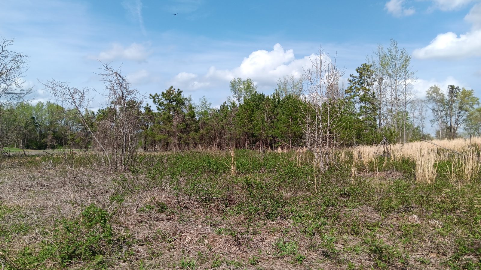 10 to 12+ Acres Near Louisburg photo 25