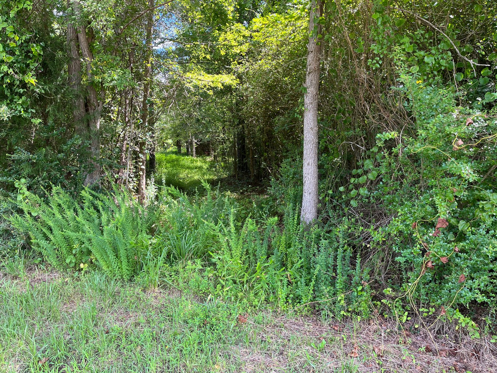 Castalia Road Lots — NC HWY 58 photo 7