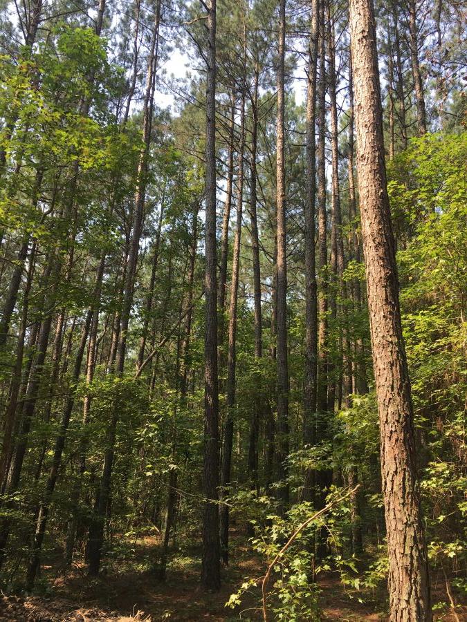 Roadside Lots — Vick Road, Spring Hope photo 3