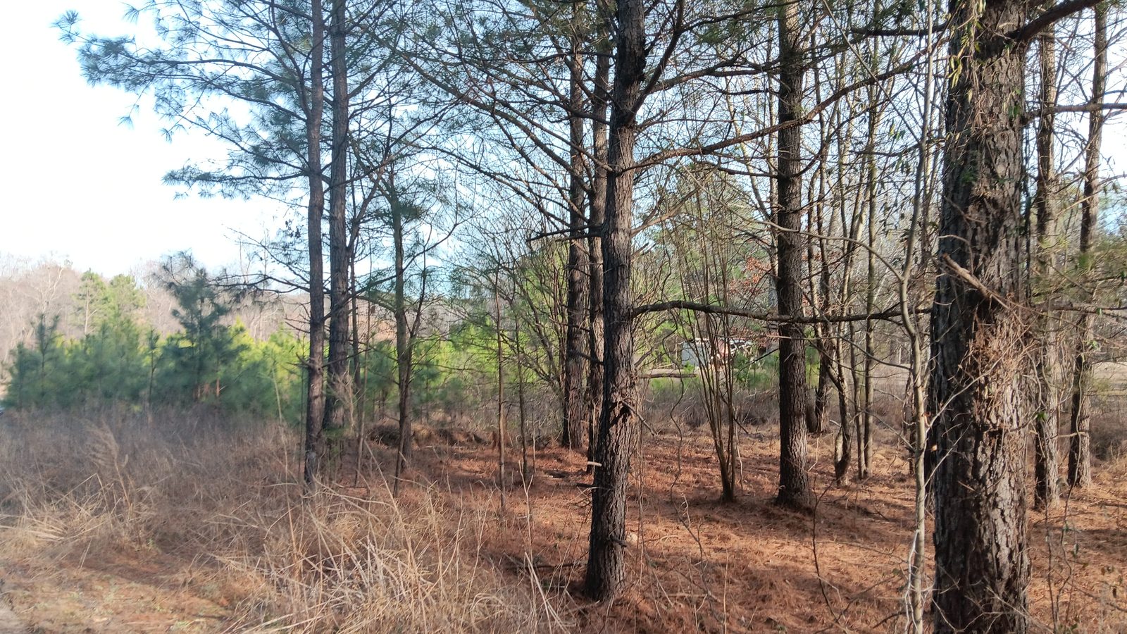 10 to 12+ Acres Near Louisburg photo 7