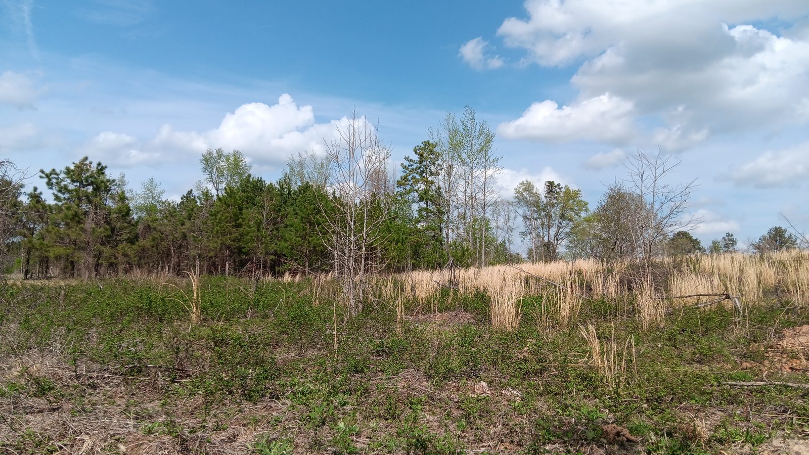 10 to 12+ Acres Near Louisburg photo 21