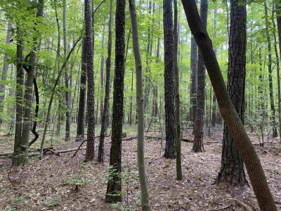 0 Old Stage Road photo 11