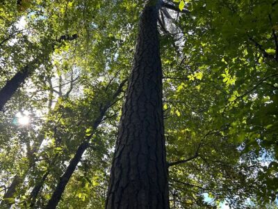 12.90 Acre Private Homesite photo 8