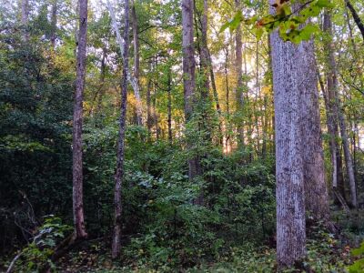 12.90 Acre Private Homesite photo 11