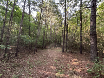 19.61 Acre Homesite on Beaver Dam Creek photo 1