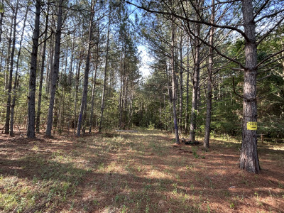 19.61 Acre Homesite on Beaver Dam Creek photo 2