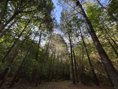 19.61 Acre Homesite on Beaver Dam Creek photo 3