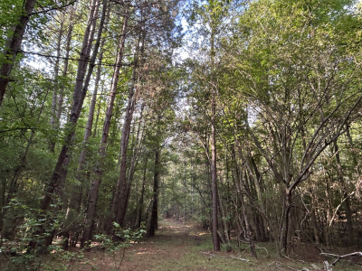 19.61 Acre Homesite on Beaver Dam Creek photo 4