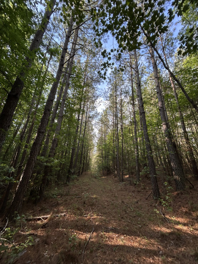 19.61 Acre Homesite on Beaver Dam Creek photo 5