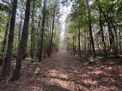 19.61 Acre Homesite on Beaver Dam Creek photo 6