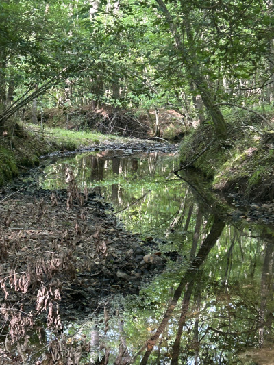 19.61 Acre Homesite on Beaver Dam Creek photo 7