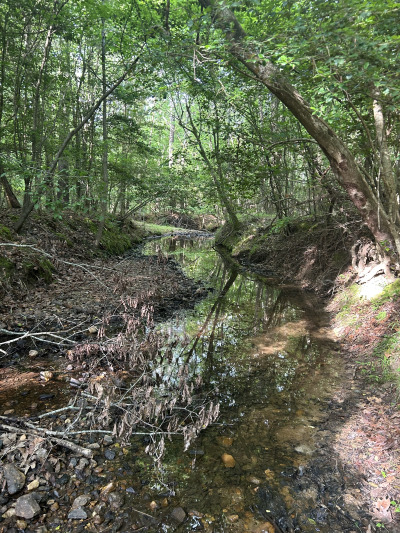 19.61 Acre Homesite on Beaver Dam Creek photo 8