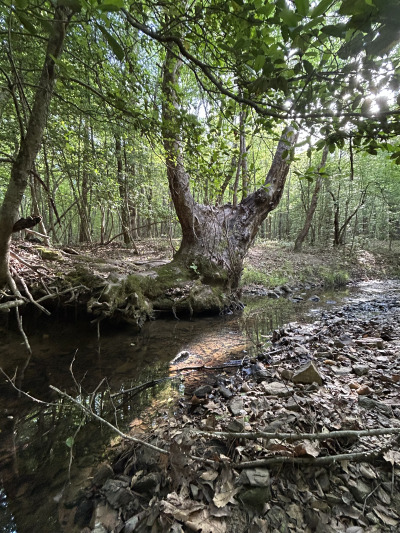 19.61 Acre Homesite on Beaver Dam Creek photo 10