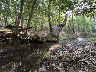 19.61 Acre Homesite on Beaver Dam Creek photo 11