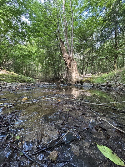 19.61 Acre Homesite on Beaver Dam Creek photo 12