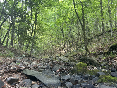 19.61 Acre Homesite on Beaver Dam Creek photo 13