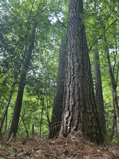 19.61 Acre Homesite on Beaver Dam Creek photo 16