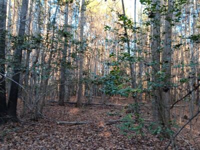 Seven 10–12 Acre Tracts — Southeast Granville photo 2