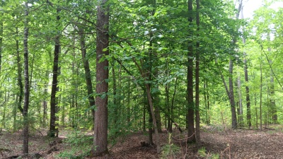 North Wake 10+ Acres adjoining Falls Lake land photo 4