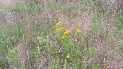 North Wake 10+ Acres adjoining Falls Lake land photo 6