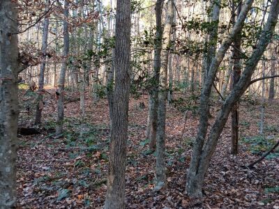 Seven 10–12 Acre Tracts — Southeast Granville photo 3