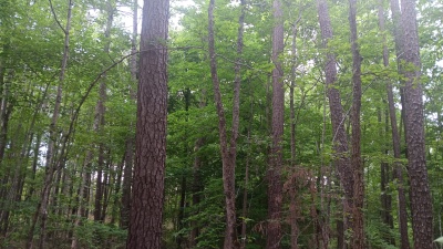 North Wake 10+ Acres adjoining Falls Lake land photo 9