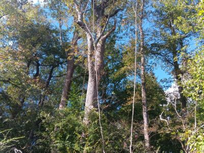 12+ Acres East of Louisburg photo 4