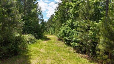 32 Acres — Merchantable Timber photo 4