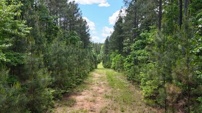 32 Acres — Merchantable Timber photo 5