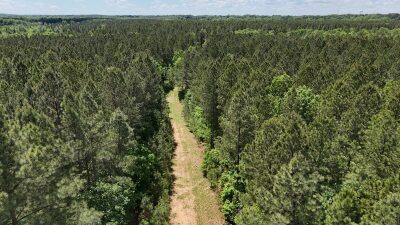32 Acres — Merchantable Timber photo 6