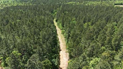 32 Acres — Merchantable Timber photo 8