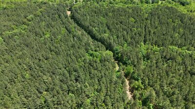 32 Acres — Merchantable Timber photo 11