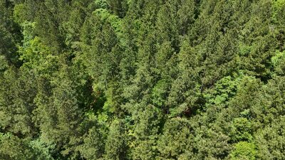 32 Acres — Merchantable Timber photo 12