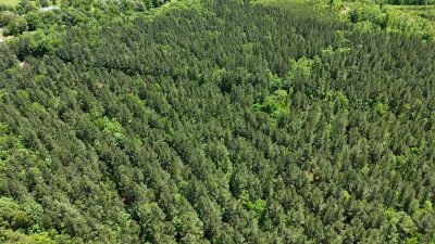 32 Acres — Merchantable Timber photo 15