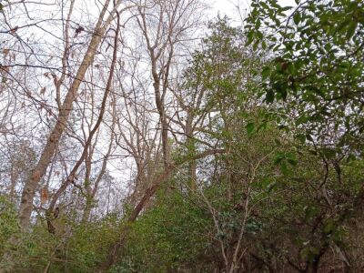 10 Acres High Above Tar River photo 6