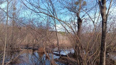 10 to 12+ Acres Near Louisburg photo 3