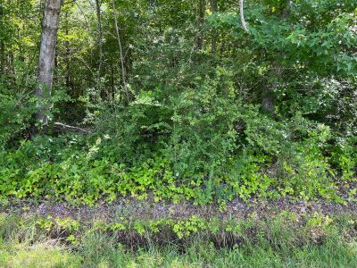 Castalia Road Lots — NC HWY 58 photo 6