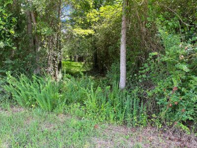 Castalia Road Lots — NC HWY 58 photo 7