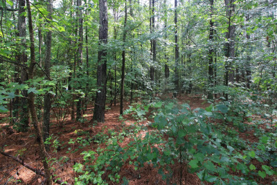 2.89 Acres of Wooded Privacy Near the Cape Fear River & Harris Lake photo 8