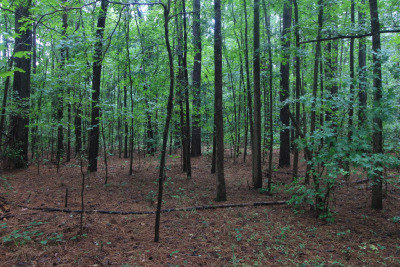 2.89 Acres of Wooded Privacy Near the Cape Fear River & Harris Lake photo 9