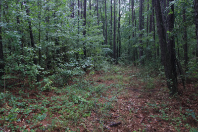 2.89 Acres of Wooded Privacy Near the Cape Fear River & Harris Lake photo 10