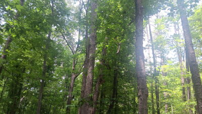 16.03 Acres near Falls Lake and Trails photo 4